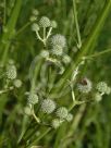 Eryngium paniculatum