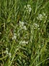 Eryngium paniculatum