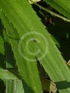 Eryngium paniculatum