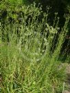 Eryngium paniculatum