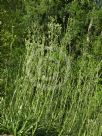 Eryngium paniculatum