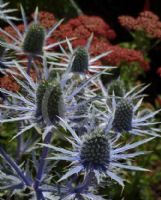 Eryngium zabelii Jos Eijking