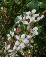 Escallonia Donard Seedling