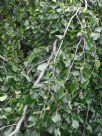 Fagus sylvatica Pendula