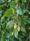 Fagus sylvatica Pendula