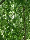 Fagus sylvatica Pendula