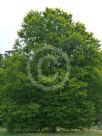 Fagus sylvatica Zlatia