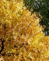 Fraxinus excelsior Pendula