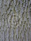 Fraxinus excelsior Pendula