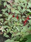 Fuchsia magellanica Versicolor