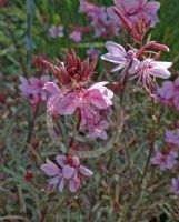 Gaura lindheimeri Passionate Rainbow