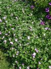 Geranium Mavis Simpson