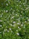 Geranium nodosum Svelte Lilac