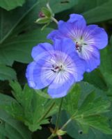 Geranium Rozanne