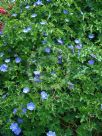 Geranium Rozanne