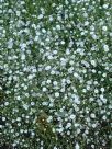 Gypsophila paniculata Compacta Plena