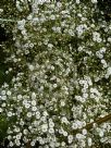 Gypsophila paniculata Summer Sparkles