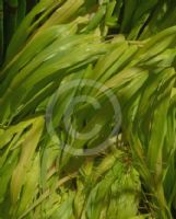 Hakonechloa macra All Gold