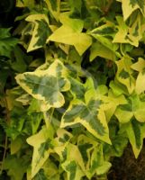 Hedera helix Goldchild