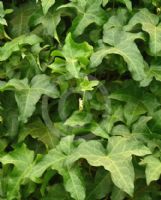 Hedera helix Manda's Crested