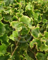 Hedera helix Melanie