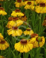 Helenium Fata Morgana