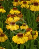 Helenium Fata Morgana