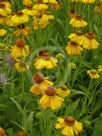 Helenium Fata Morgana