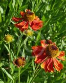 Helenium Moerheim Beauty