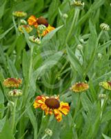 Helenium Sahin's Early Flowerer