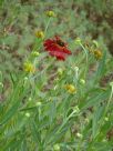 Helenium Sahin's Early Flowerer