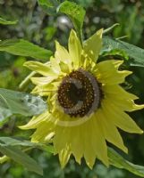 Helianthus annuus Moonwalker