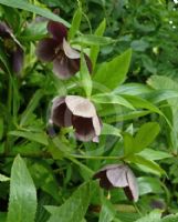 Helleborus hybridus Blue Metallic Lady