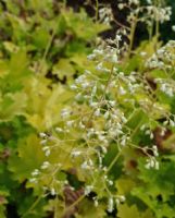 Heuchera Lime Rickey