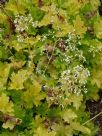 Heuchera Lime Rickey