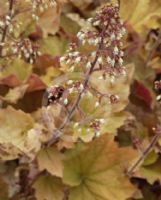 Heuchera Caramel