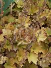 Heuchera Caramel