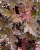 Heuchera Chocolate Ruffles