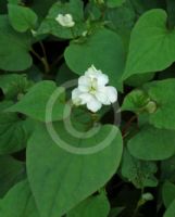 Houttuynia cordata Flore Pleno