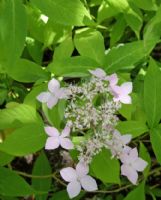 Hydrangea serrata Tiara