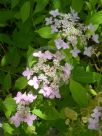 Hydrangea serrata Tiara