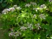 Hydrangea serrata Tiara
