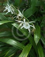 Hymenocallis macrostephana