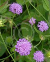 Knautia macedonica pink flowered