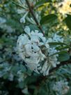 Osmanthus delavayi Pearly Gates