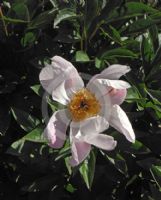 Paeonia lactiflora Mischief
