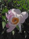 Paeonia lactiflora Mischief