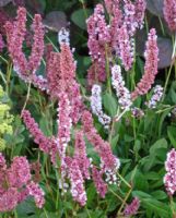 Persicaria affinis Darjeeling Red