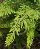 Polystichum setiferum Divisilobum Group