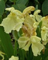 Roscoea cautleyoides